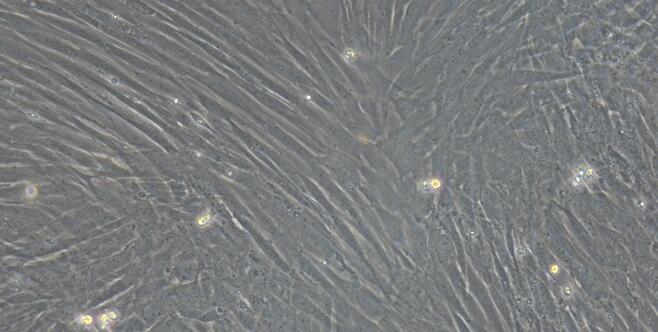 Primary Rabbit Sertoli Cells (SEC)