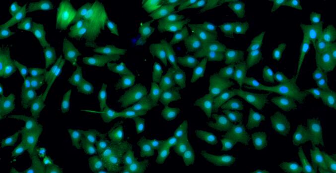 Primary Canine Nucleus Pulposus Cells (NPC)