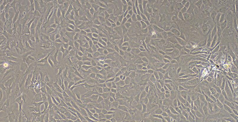 Primary Rat Nucleus Pulposus Cells (NPC)