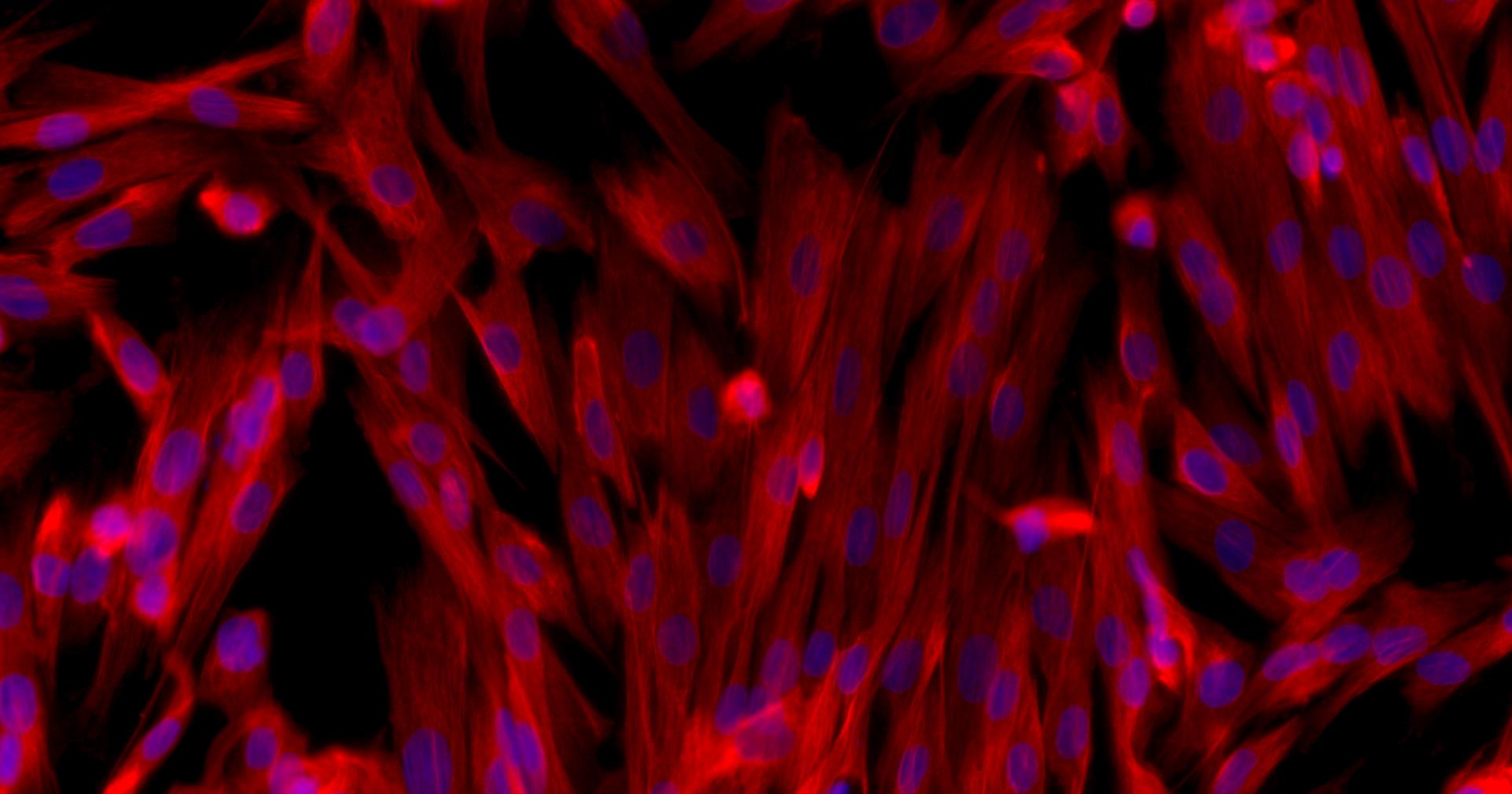 Primary Canine Synovial Cells (SYC)