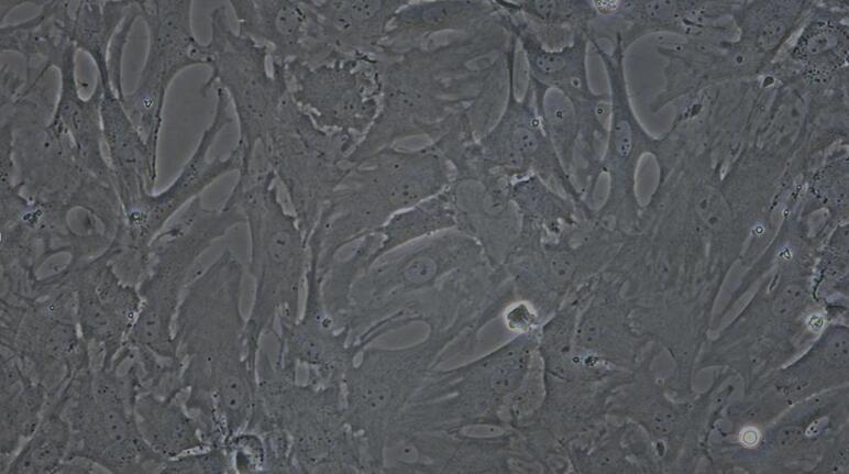 Primary Caprine Synovial Cells (SYC)