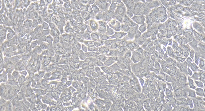 Primary Canine Thymic Epithelial Cells (TEC)