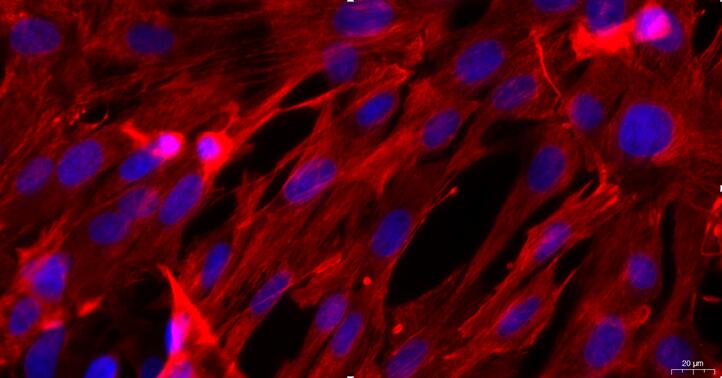 Primary Caprine Thymic Epithelial Cells (TEC)