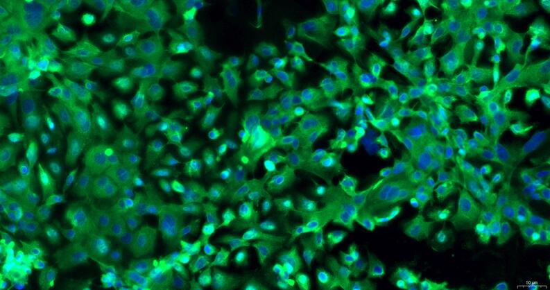 Primary Rabbit Thymic Epithelial Cells (TEC)