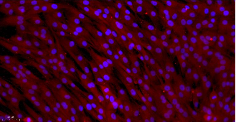 Primary Canine Leydig Cells (LC)