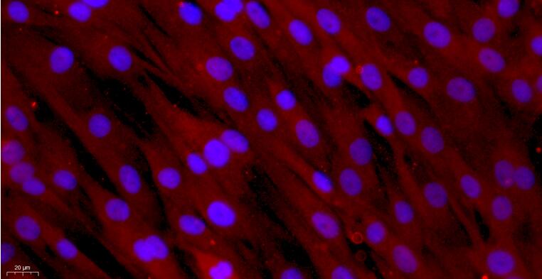 Primary Canine Leydig Cells (LC)