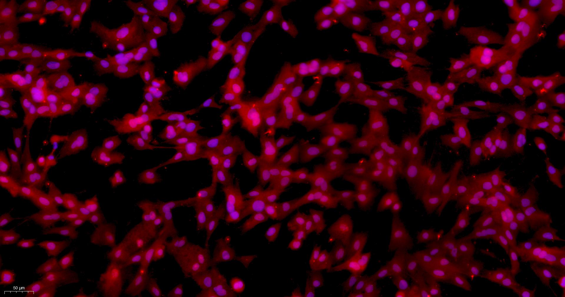 Primary Mouse Leydig Cells (LC)