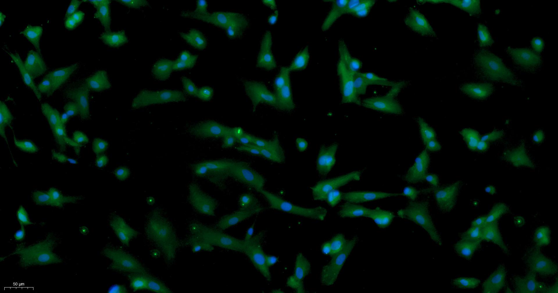 Primary Rat Leydig Cells (LC)