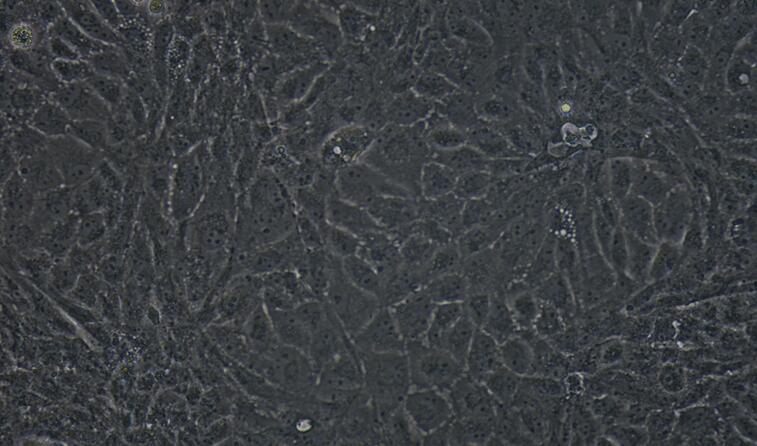 Primary Mouse Testicular Endothelial Cells (TEC)