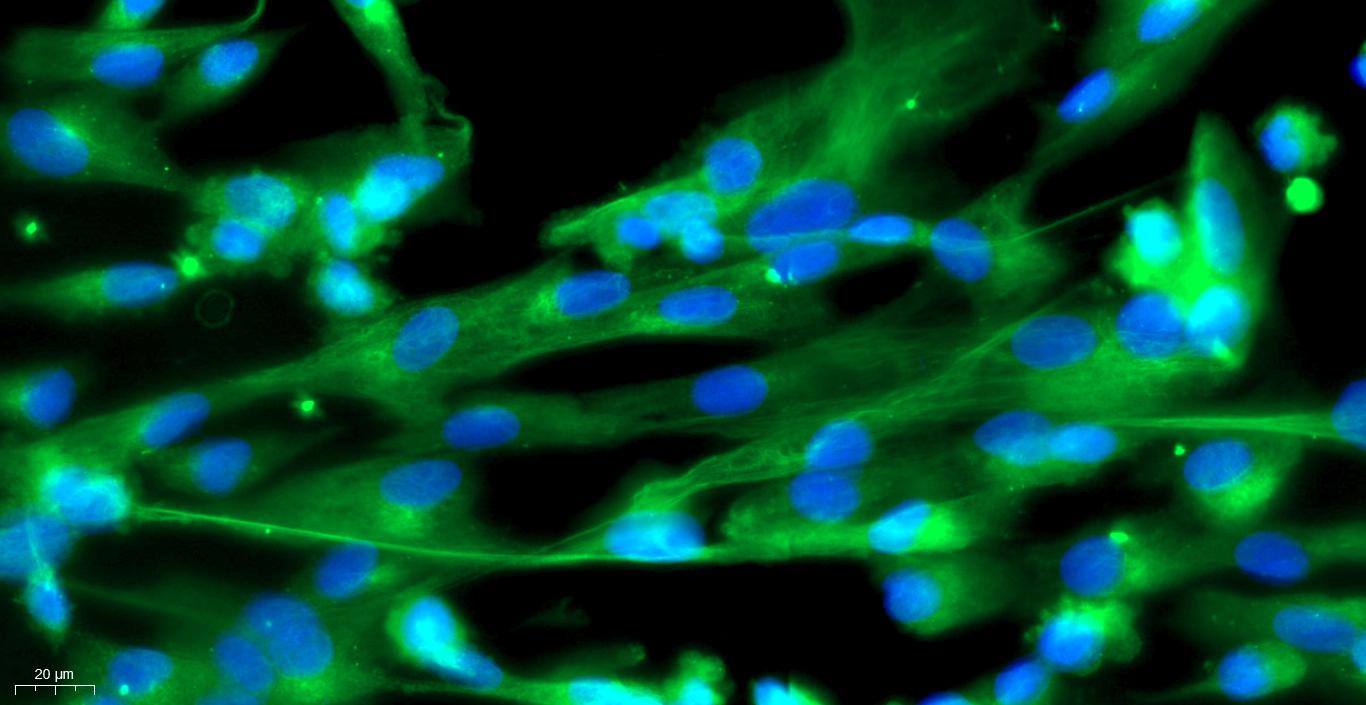 Primary Canine Ovarian Fibroblasts (OF)