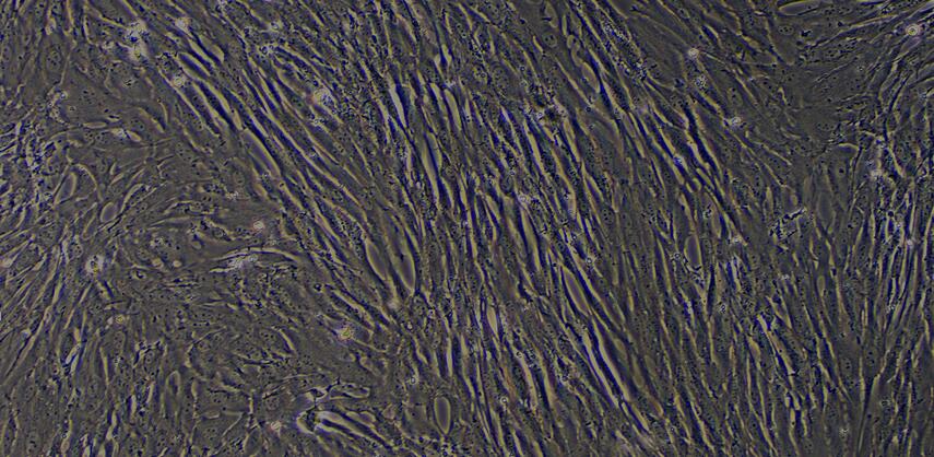 Primary Caprine Ovarian Fibroblasts (OF)