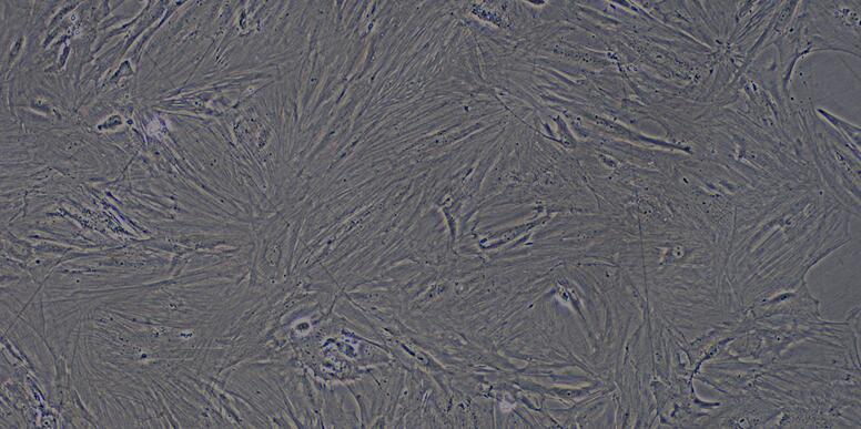 Primary Rat Ovarian Fibroblasts (OF)