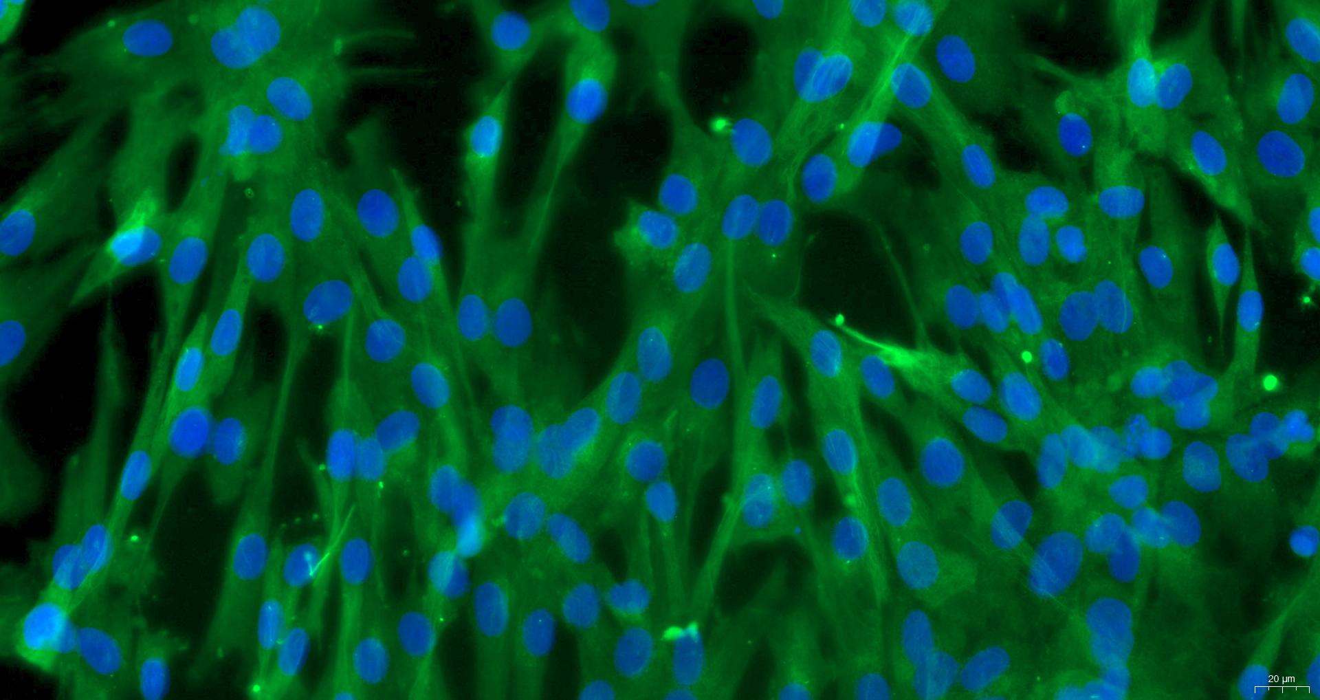 Primary Rabbit Ovarian Fibroblasts (OF)