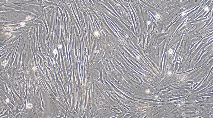 Primary Rabbit Prostate Fibroblasts (PF)