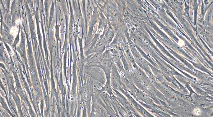 Primary Rabbit Prostate Fibroblasts (PF)