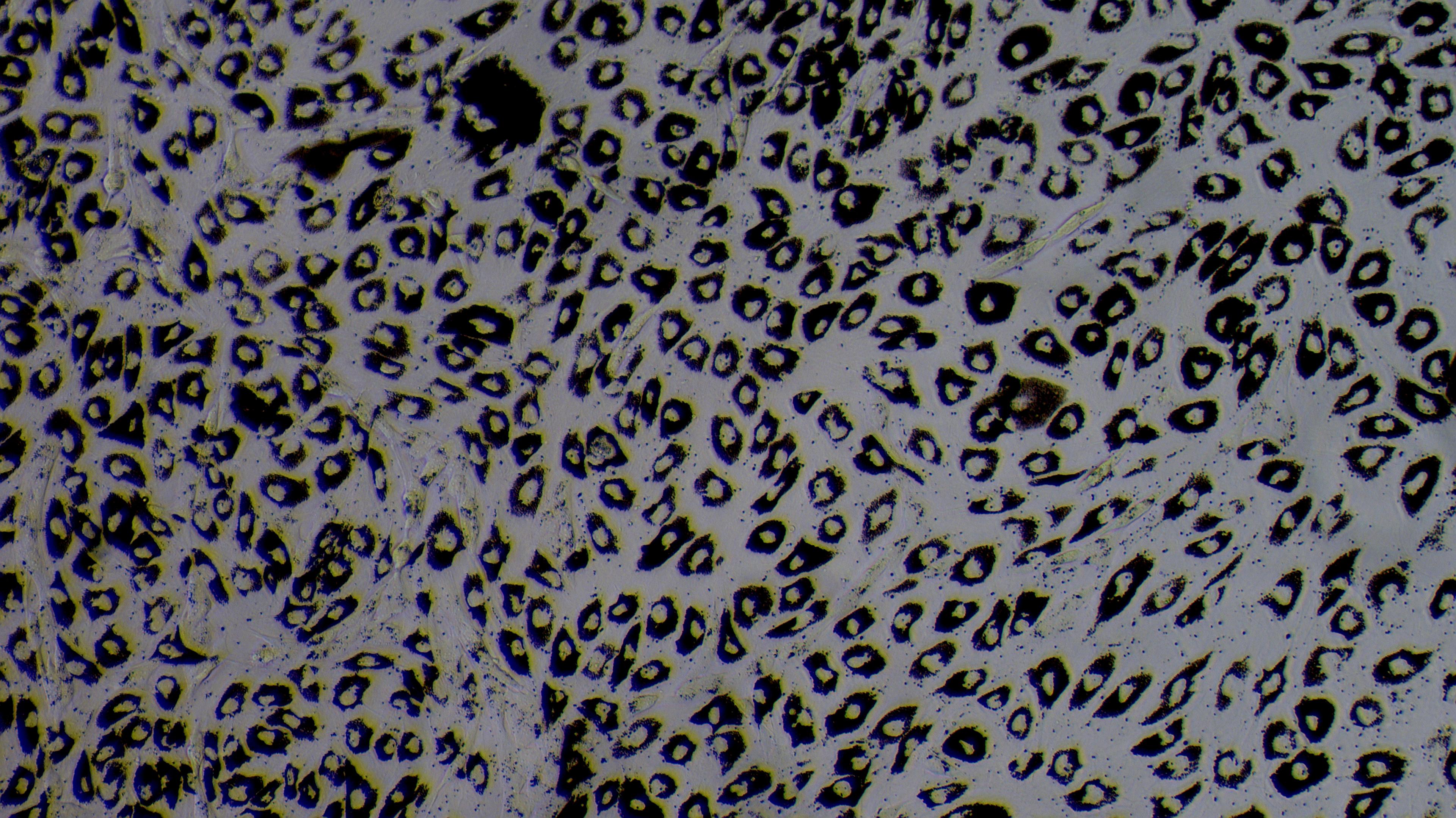 Primary Canine Retinal Pigment Epithelial Cells (RPEC)