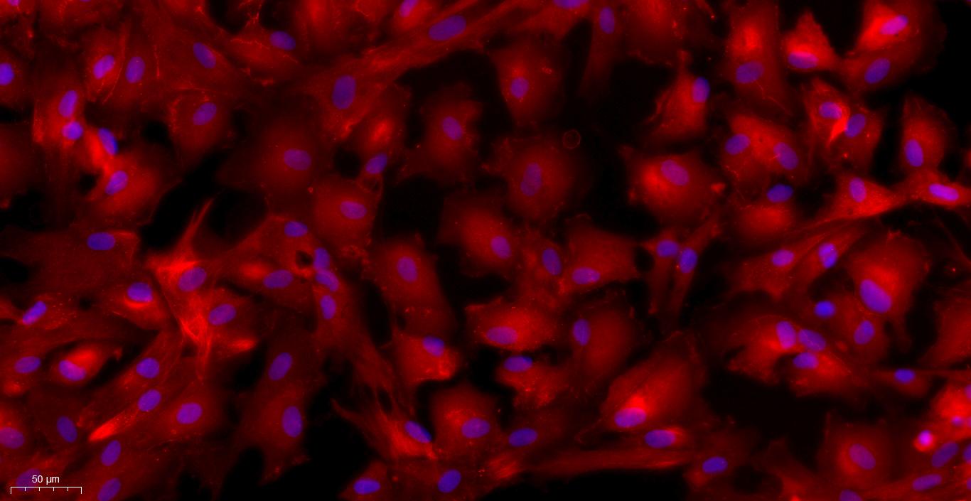 Primary Canine Retinal Pigment Epithelial Cells (RPEC)