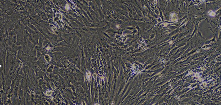 Primary Rat Gingival Fibroblasts (GF)