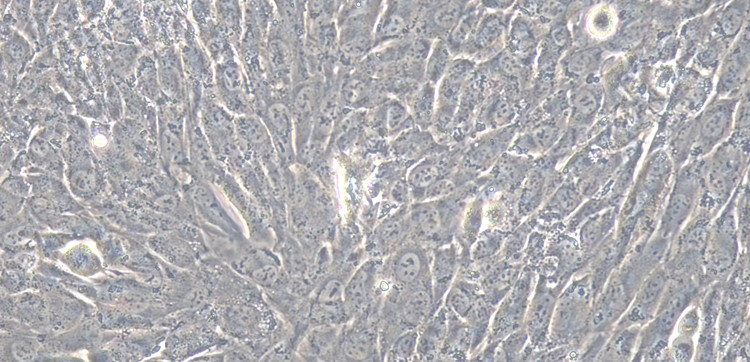 Primary Rabbit Gingival Fibroblasts (GF)