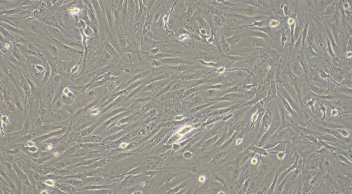 Primary Rabbit Pericardial Fibroblasts (PF)