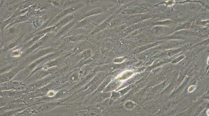 Primary Rabbit Pericardial Fibroblasts (PF)