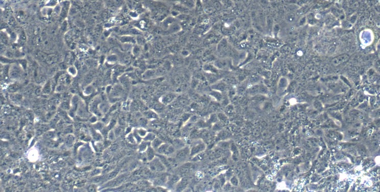 Primary Canine Seminal Vesicle Epithelial Cells (SVEC)