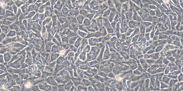 Primary Rat Seminal Vesicle Epithelial Cells (SVEC)