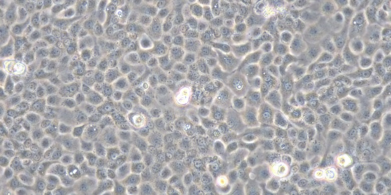 Primary Caprine Bladder Epithelial Cells (BEC)