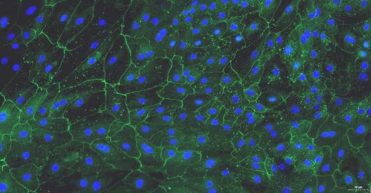 Primary Caprine Bladder Epithelial Cells (BEC)