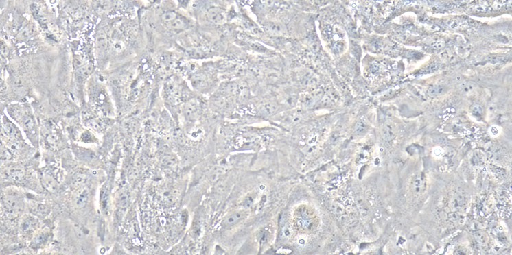 Primary Rabbit Bladder Epithelial Cells (BEC)