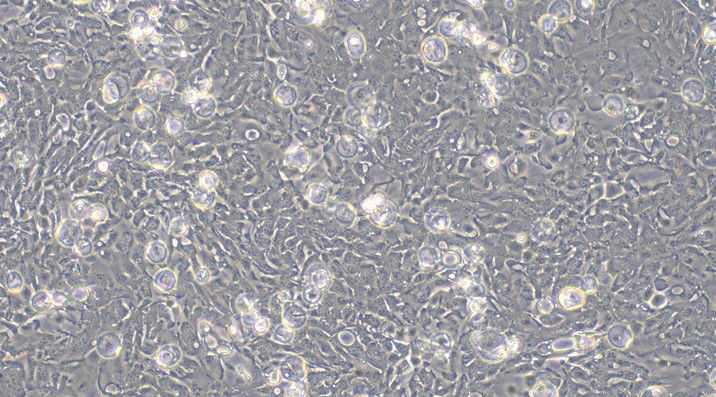 Primary Rabbit Bladder Epithelial Cells (BEC)