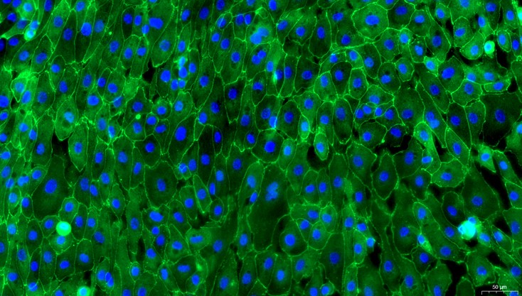 Primary Canine Gingival Epithelial Cells (GiEC)