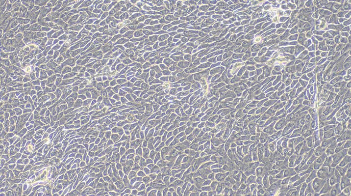 Primary Canine Gingival Epithelial Cells (GiEC)