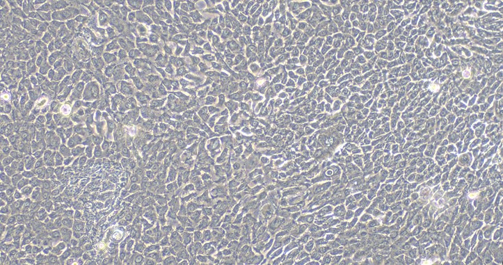 Primary Rabbit Gingival Epithelial Cells (GiEC)