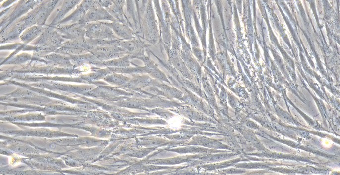 Primary Canine Skeletal Muscle Myoblasts (SMM)