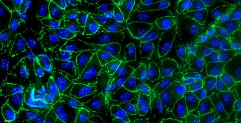 Primary Gallus Embryonic Kidney Epithelial Cells (EKC)