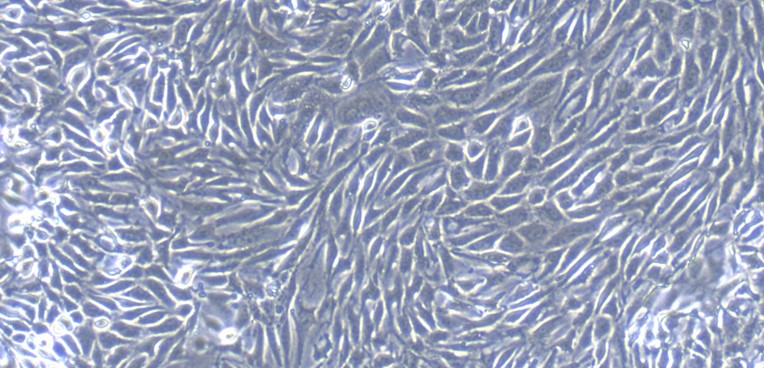 Primary Gallus Embryonic Kidney Epithelial Cells (EKE)