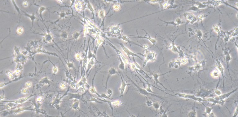 Primary Canine Spinal Cord Neuron Cells (SCN)