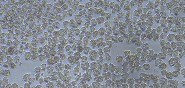 Primary Mouse Hepatocyte (Hep)