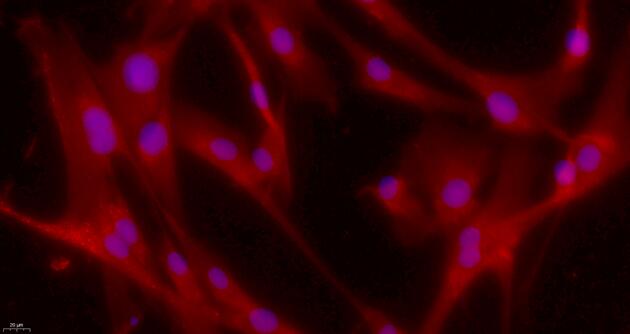 Primary Canine Spermatogonium Cells (SPC)