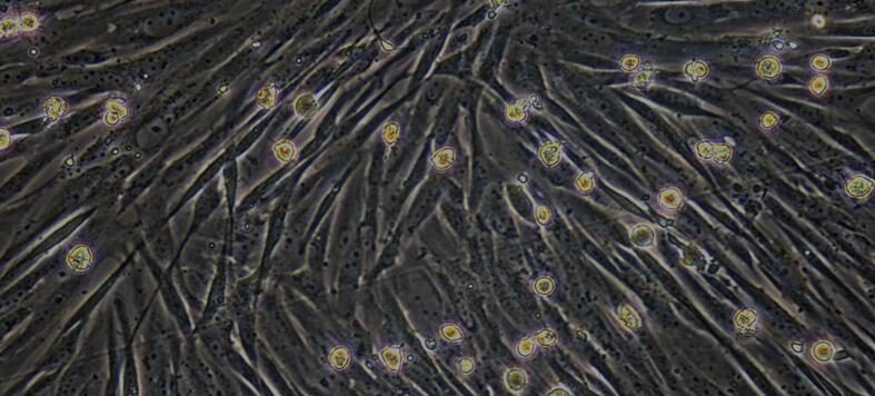 Primary Canine Spermatogonium Cells (SPC)