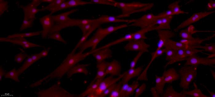 Primary Canine Spermatogonium Cells (SPC)