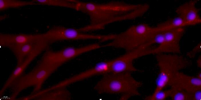 Primary Canine Spermatogonium Cells (SPC)