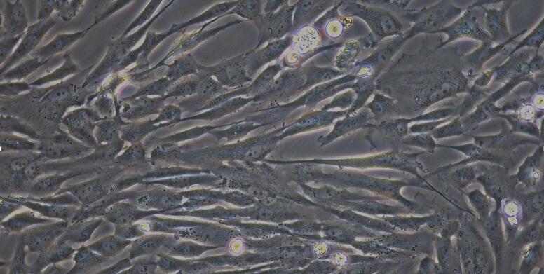 Primary Canine Ovarian Granulosa Cells (OGC)