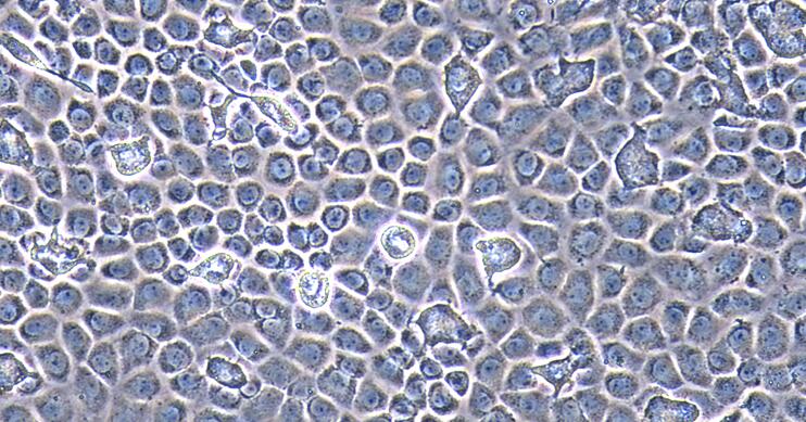 Primary Rat Ovarian Granulosa Cells (OGC)