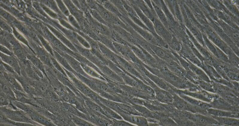 Primary Rabbit Ovarian Granulosa Cells (OGC)