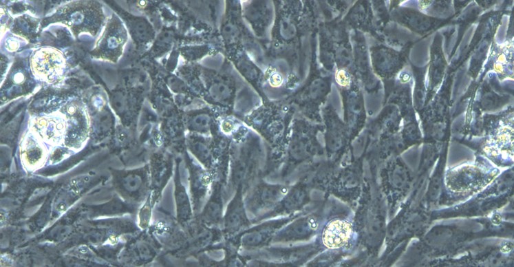 Primary Canine Peritoneal Mesothelial Cells (PMC)