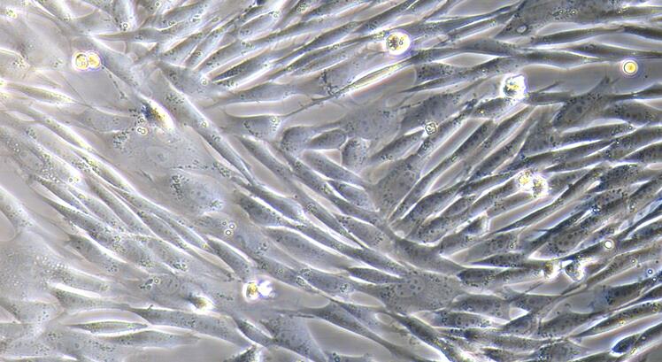 Primary Caprine Tendon Cells (TC)