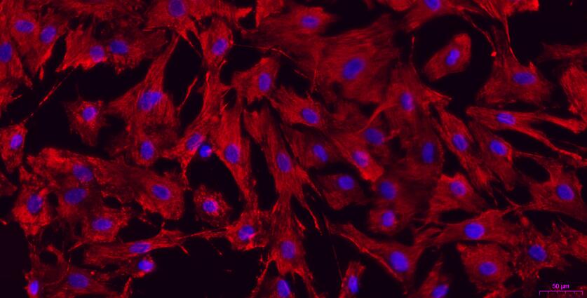 Primary Caprine Tendon Cells (TC)