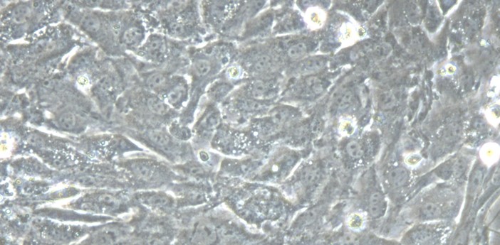 Primary Mouse Tendon Cells (TC)